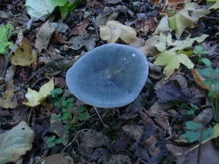 825 Ottobre vecchio ritrovamento